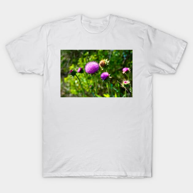 Pink Thistle Study 1 T-Shirt by bobmeyers